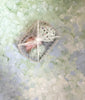 Food Cover